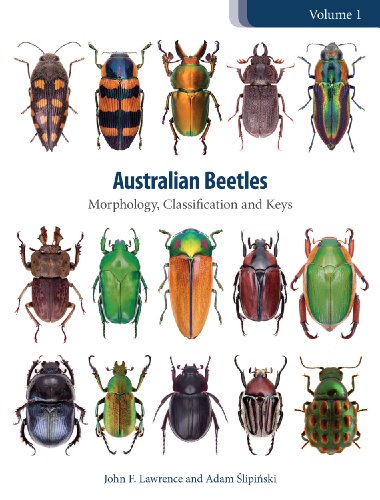Australian Beetles Volume 1: Morphology, Classification and Keys (Australian Beetles Series)