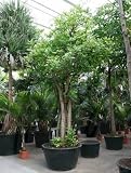 Barringtonia racemosa - Korallenkette - Topfbreite 110 cm / Pflanzenhöhe 475 cm mit Topf Topfbreite 110 cm / Pflanzenhöhe 475 cm mit Topf