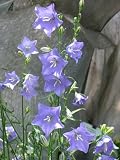 Eigenschaften Dachstauden  / Campanula persicifolia Coerulea - Glockenblume