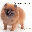 Pomeranians 2010 Wall Calendar
