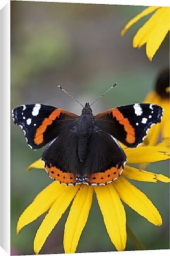 Canvas Prints of Butterfly from Country Life Canvas Prints of Butterfly from Country Life