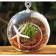 BUY : Starfish and Air Plant Hanging Glass Terrarium By Hinterland Trading