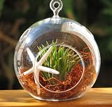 Starfish and Air Plant Hanging Glass Terrarium By Hinterland Trading by Hinterland Trading Best Prices