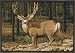 CPR Mule Deer Rug