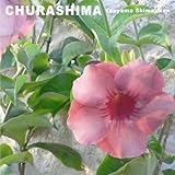 八重山島時間 ちゅらしまの唄