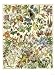 Tropical and Exotic Flowers, Including Orchid, Anthurium, Gloxinia, Trillium Giclee Poster Print, 30x40