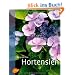 Hortensien