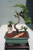 M&M BONSAI LARGE TRAINED JUNIPER TREE