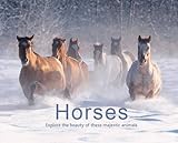 Horses : explore the beauty of these majestic animals