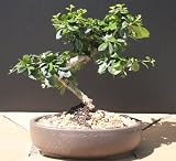 Imported Fukien Tea Bonsai Tree by Sheryls Shop