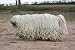 From Profile Komondor Adult in Position Static - 24