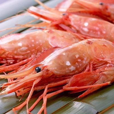 【かなはし水産】超特大ボタンエビ【子持メス】500ｇ