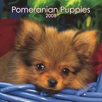 Pomeranian Puppies 2008 Mini Wall: Mini 6x6