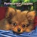 Search : Pomeranian Puppies 2008 Mini Wall Calendar