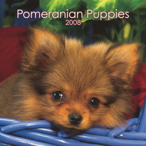 Pomeranian Puppies 2008 Mini Wall: Mini 6x6