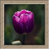 100本/袋盆栽チューリップの種子20品種レインボーブラックパープルイエローブルーチューリップの花の種鉢植え