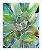 Succulent Wall Art Agave Watercolor Fine Art Prints, Matted to 11