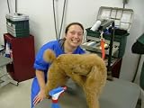 Dog Groomer Grooming Service Sample Business Plan NEW!