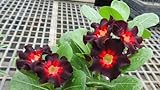 アデニウム アラビカム オベスム 砂漠のバラ塊根植物 Adenium obesum Desert Roses no.13 BLACK-EDITION