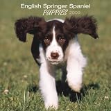English Springer Spaniel Puppies 2009 7X7 Mini Wall Calendar