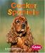 cocker_spaniel30cocker spaniel - Cocker Spaniels Pebble Books