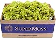 SuperMoss (21773) Reindeer Moss Preserved, Chartreuse, 3lbs