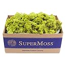 SuperMoss (21773) Reindeer Moss Preserved, Chartreuse, 3lbs
