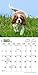 Cavalier King Charles Spaniel Puppies 2017 Calendar