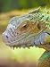The Ultimate Professional Iguana Care Handbook