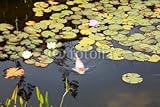 IMAGE OF Wallmonkeys Peel and Stick Wall Decals - Koi Pond - 72