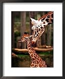 Baby Giraffe Being Licked by Mother, Edinburgh Zoo, January 1998 Photography Framed Art Poster Print by Mirrorpix, 18x22