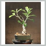 Desert Rose Bonsai Tree III