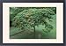 Framed Prints of SG-00860-C Flamboyant Tree from Ardea Wildlife Pets