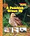 A Peachick Grows Up (Scholastic News Nonfiction Readers: Life Cycles)