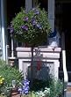 Solanum Potato Vine Topiary Five Gallon