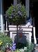 Solanum Potato Vine Topiary Five Gallon