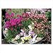 20 x ALPINES / ROCKERY PLANTS by belhaven-plants