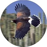 HARRIS HAWK BIRD of PREY Fridge Magenet