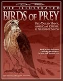 Illustrated Birds of Prey, The: Red Tailed Hawk, American Kestrel and Peregrine Falcon