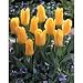 100 Fosteriana \'Yellow Empress\' Tulip Flower Bulbs