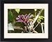 Framed Prints of WAT-14462 Bromeliad - in park from Ardea Wildlife Pets