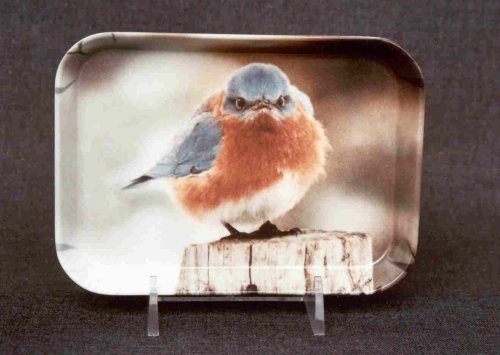 Tray 4in.X6in. Mad Bluebird