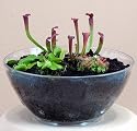 Carnivorous Terrarium with Live Plants