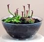 Carnivorous Terrarium with Live Plants