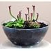 Carnivorous Terrarium with Live Plants