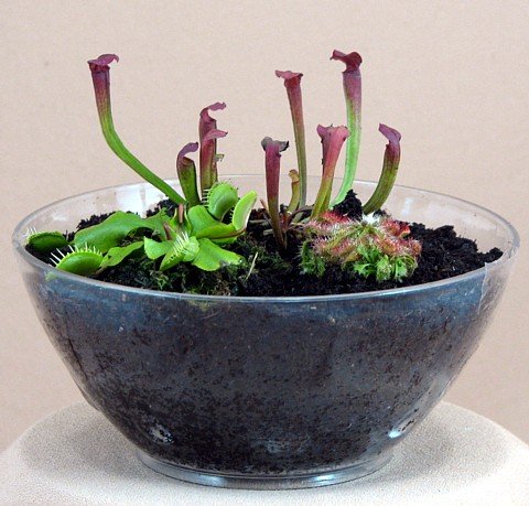 Carnivorous Terrarium with Live Plants
