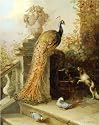 Posters: Johann-Rudolf Koller - A Peacock On A Terrace With A Dog And Pigeons Art Print (38 x 30 cm)
