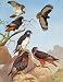 EAGLES HAWKS & FALCONS JACKTAIL AUGUR BUZZARD c1898