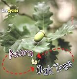 Acorn to oak tree