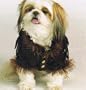 Doggie Divas & Dandies, Crochet